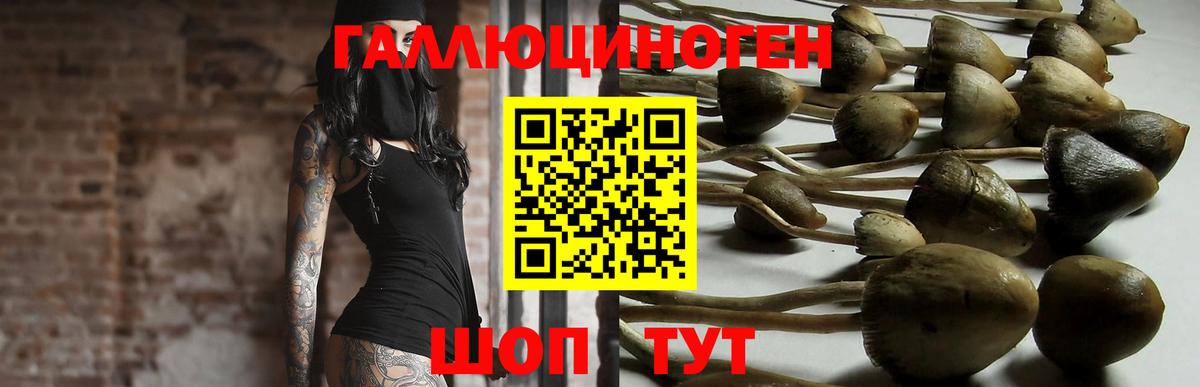 Псилоцибиновые грибы Cubensis Ачхой-Мартан